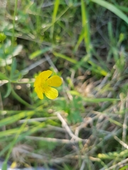 Ranunculus acris