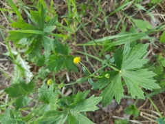 Ranunculus acris