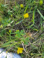 Ranunculus acris