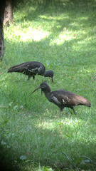 Bostrychia carunculata