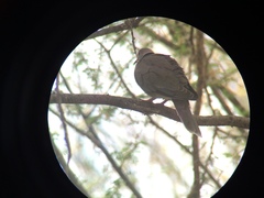 Streptopelia decipiens