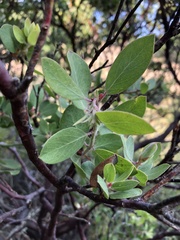 Arctostaphylos pilosula