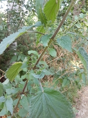 Urtica dioica