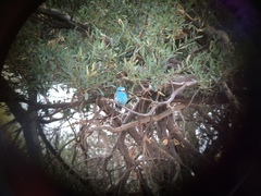 Coracias abyssinicus