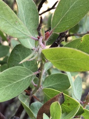 Arctostaphylos pilosula
