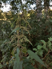 Urtica dioica