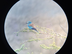 Coracias abyssinicus