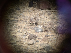 Pterocles lichtensteinii