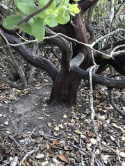 Arctostaphylos pilosula