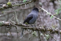 Sichuan Jay photo 1