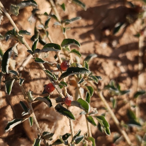 berry saltbush