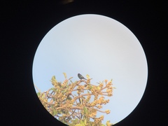 Lamprotornis chalybaeus