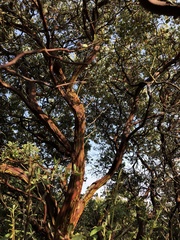 Arctostaphylos pilosula