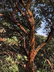 Arctostaphylos pilosula