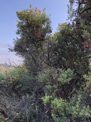 Arctostaphylos pilosula
