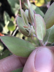 Arctostaphylos pilosula