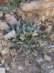 Physaria bellii
