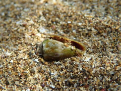 Conus ventricosus
