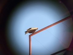 Milvus migrans