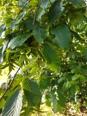 Carpinus betulus