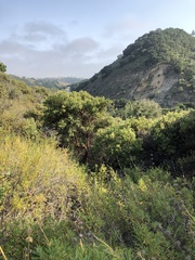 Arctostaphylos pilosula