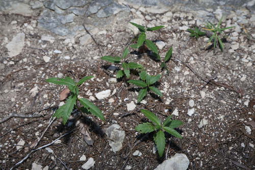 Image of Tragia nigricans by (c) Reid Hardin, some rights reserved (CC BY)