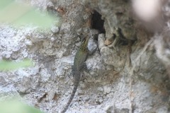 Sceloporus minor