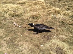 Corvus crassirostris