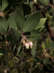Arctostaphylos pilosula