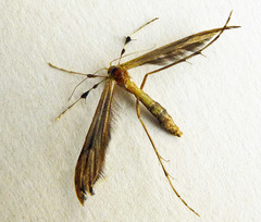 Oidaematophorus lithodactyla