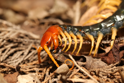 Giant Desert Centipede photo 6