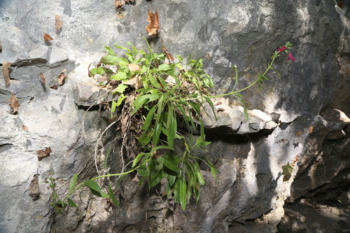 Image of Salvia pentstemonoides by (c) Reid Hardin, some rights reserved (CC BY)