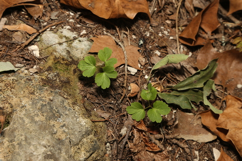 Image of Anemone edwardsiana by (c) Reid Hardin, some rights reserved (CC BY)