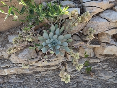 Physaria bellii