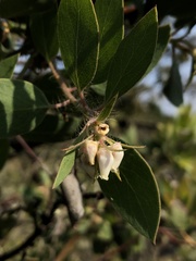 Arctostaphylos pilosula