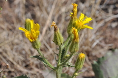 Crepis bakeri