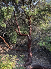 Arctostaphylos pilosula