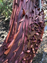 Arctostaphylos pilosula