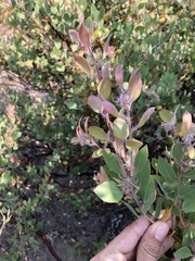 Arctostaphylos pilosula