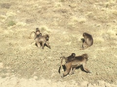Theropithecus gelada