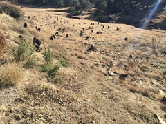 Theropithecus gelada