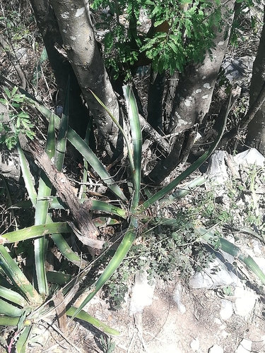 Agave funkiana