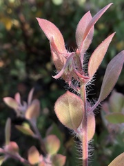 Arctostaphylos pilosula