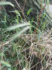 Hordeum murinum