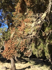 Angiospermae