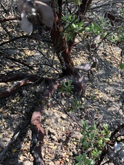 Arctostaphylos pilosula
