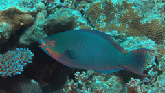 Filament-Finned Parrotfish photo 4
