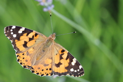Vanessa cardui