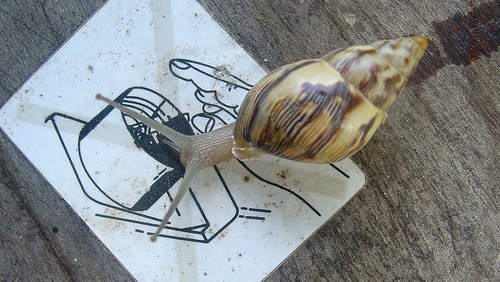Drymaeus papyraceus