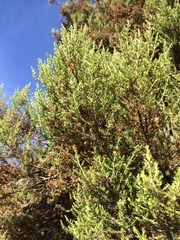 Angiospermae
